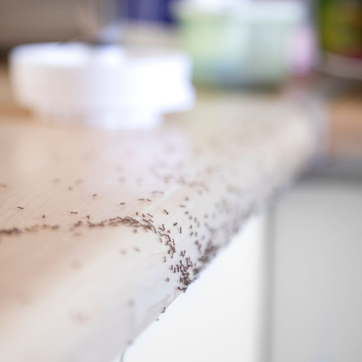Ant activity on kitchen countertop in Las Vegas home
